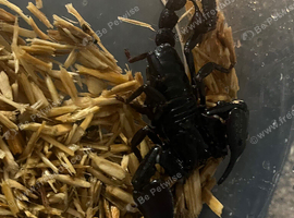 Baby scorpions