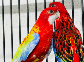 2 baby Rosellas for sale