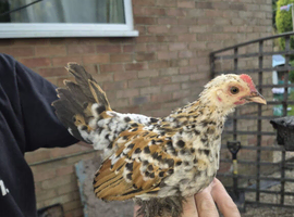 Sablepoot chicks