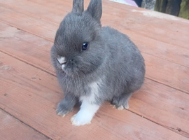 Netherland dwarf babys