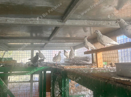Pigeon