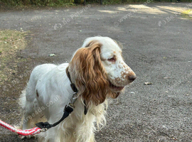 Show cocker spaniel 12 months old