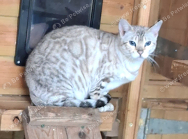 Retired Bengal female for rehoming