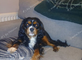 King charles cavalier spaniel stud dog