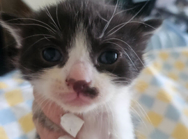 Kittens for sale