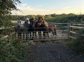 Yearling colts