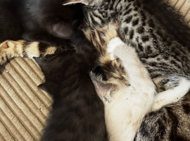 Bengal X ragdolls