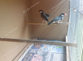Java sparrows