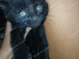 Kittens