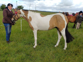 Beautiful part bred arab gelding