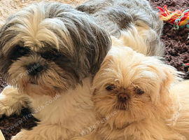 Both dogs for sale &pound;1300