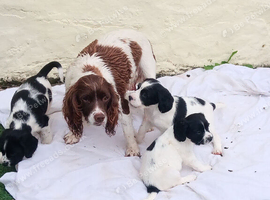 English Springer Spaniel Puppies