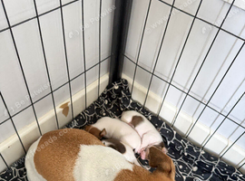 Jack Russell puppy