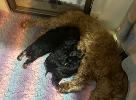 Yorkiepoo for sale