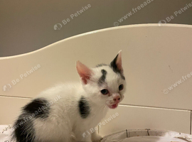 Male kittens