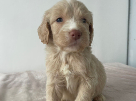 F1 cockapoo puppies