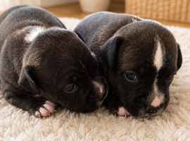 Kc reg black brindle white staffys