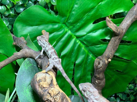 Female Sambava Panther Chameleons at Birmingham Reptiles