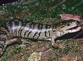 Pink tongue skink