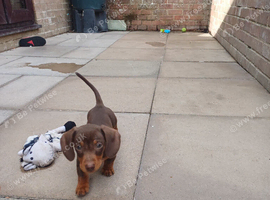 Stunning Miniture dachshund