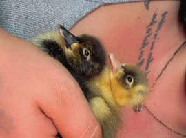 Ducklings