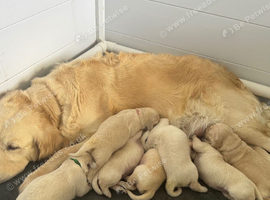 KC golden retriever puppies