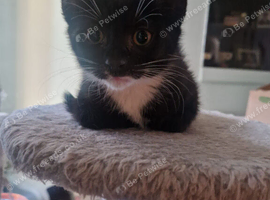 Kittens