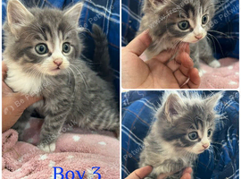 5 gorgeous kittens