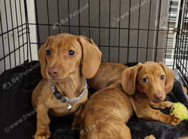 DOG WALKERS