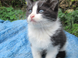 PRETTY FARM REARED KITTEN