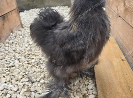 Silkie cockerel free to a good home