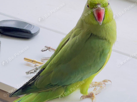 Stunning young Indian ringnick parrot