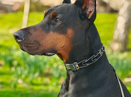 ELITE EUROPEAN DOBERMAN FOR STUD &ndash; DIRECT CHAMPION BLOODLINES