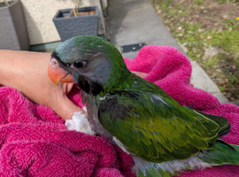 Lord Derby's Parakeet Baby for Sale