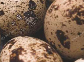 Quails eggs for eating