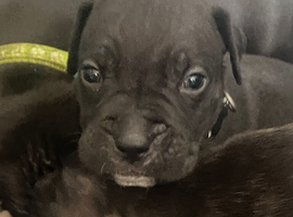 Cane corso/ bully pups