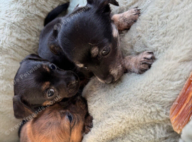 Chihuahua x Jackrussel