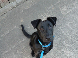 8 month old dog for sale