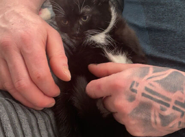 9 week old kittens for sale!