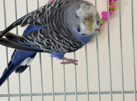 7 Aviary Budgies 2025