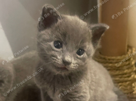 Four gorgeous babies looking for their forever loving homes