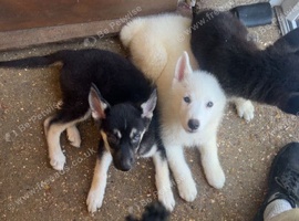 Huskyx