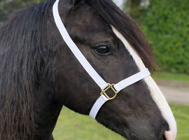 2 Year old Cob Colt.