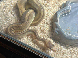 Female python