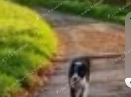 Border collie