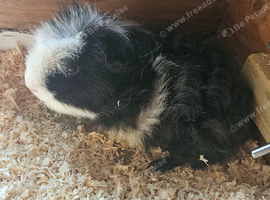 Black and white guinea-pig
