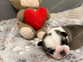 KC Registered Pug Puppies ready to leave 31st Oct