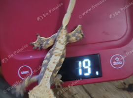 crested geckos reduced