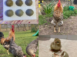 Olive Egger Hatching Eggs