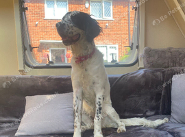 Lola 9 month old female